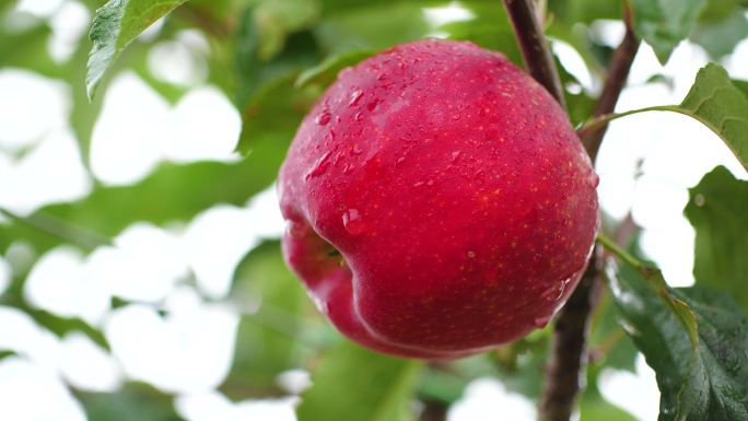苹果种植基地 农业 红富士 嘎啦