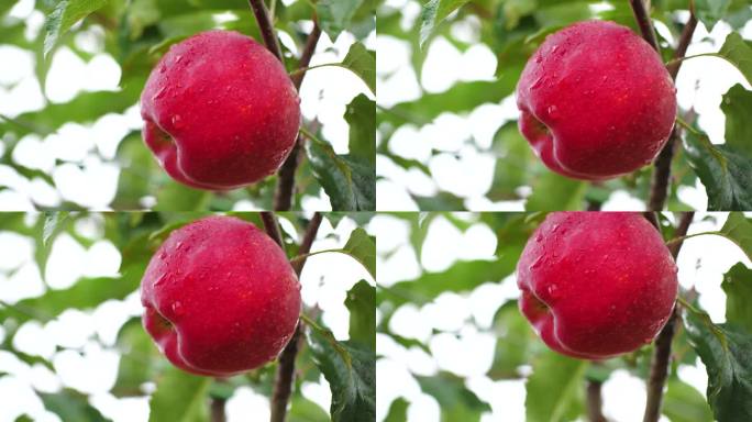苹果种植基地 农业 红富士 嘎啦