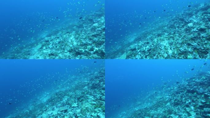 马尔代夫潜水珊瑚小丑鱼拍摄
