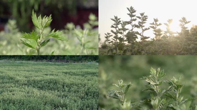 艾草 艾叶特写 九头艾 艾灸素材 中草药