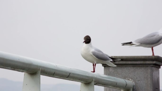 昆明海埂大坝红嘴鸥