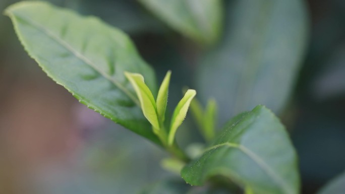 明前茶 谷雨茶 一芽一叶 茶叶嫩芽新叶