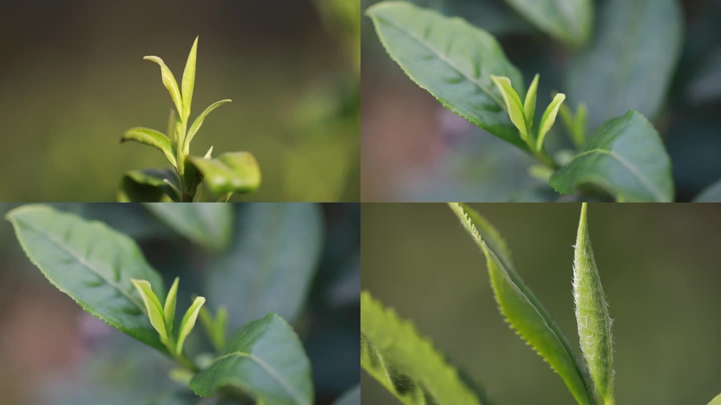 明前茶 谷雨茶 一芽一叶 茶叶嫩芽新叶