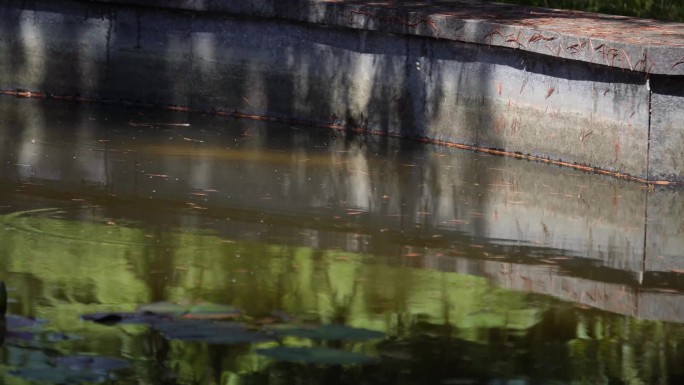 【镜头合集】池塘蝌蚪水生物生态  (2)
