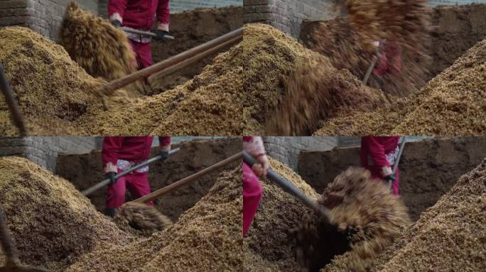 近景酒糟酿酒工翻沙