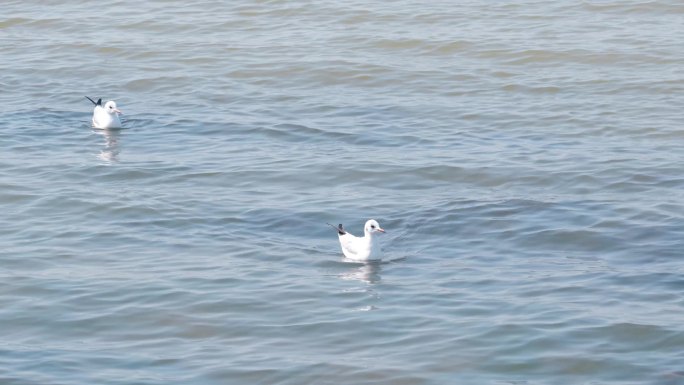 捞鱼河公园海鸥大景 海鸥 昆明海鸥 海鸟