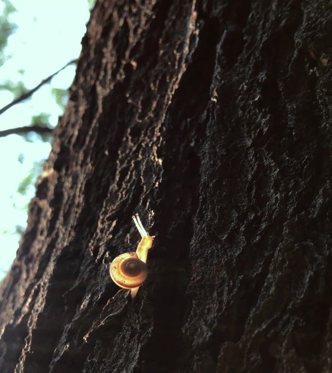 竖屏 4k 蜗牛爬树 金黄色透明 夕阳下