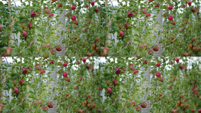 红苹果特产种植业 新鲜采摘 苹果未成熟