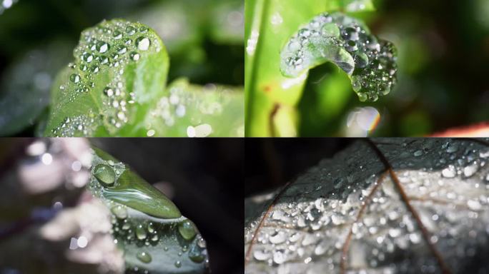 【可商用】露水 雨林植物 露水 露珠