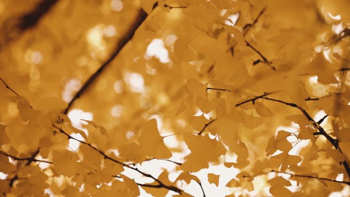 秋天的银杏林银杏树银杏叶金色阳光美好生活