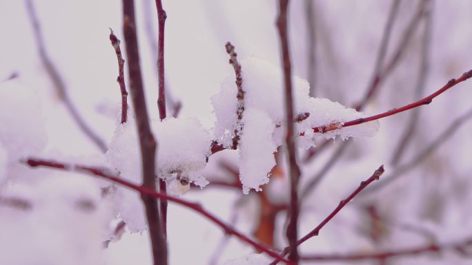 4K冬季唯美悲凉芦苇絮被雪覆盖升格空镜头