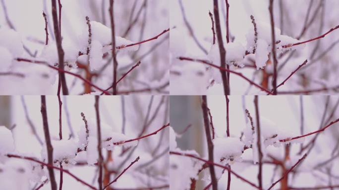 4K冬季唯美悲凉芦苇絮被雪覆盖升格空镜头