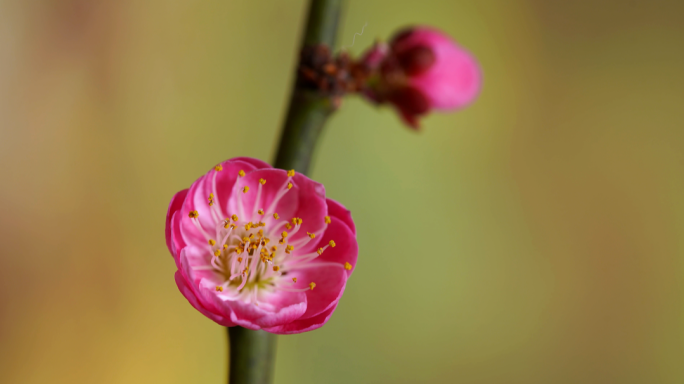 春天 花开 梅花盛开 绽放 花朵 延时