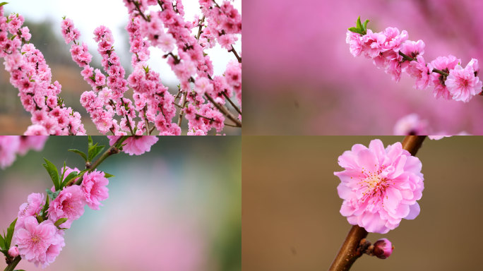 粉色紫色桃花蜜蜂春天万物生长农业农民