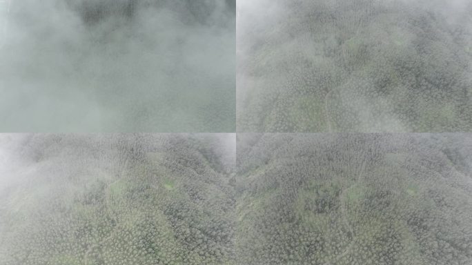 阳江海边穿越云层树林航拍4K视频