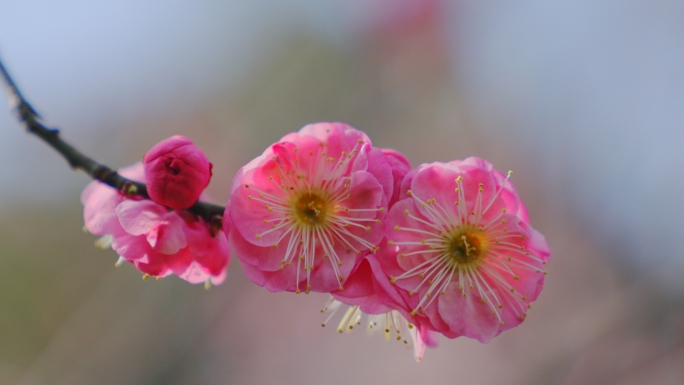 立春春天春暖花开春风梅花早春蜜蜂采蜜惊蛰