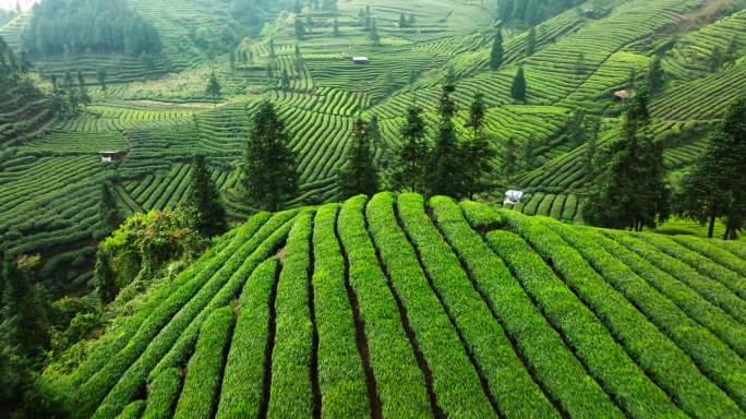 航拍春天四川绿茶园茶山风光茶农采摘茶叶