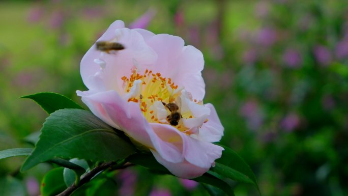 花园蜜蜂飞舞采蜜 茶花 中华野山蜂