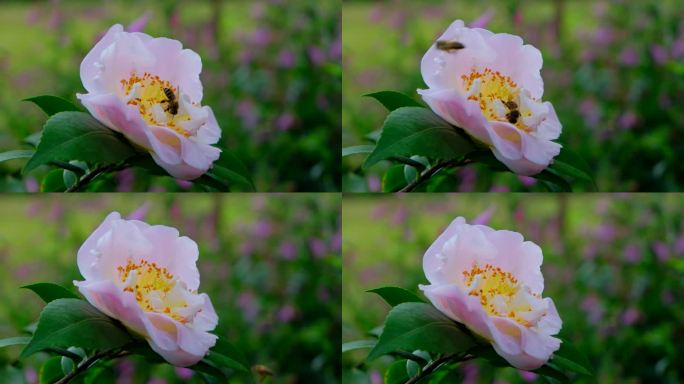 花园蜜蜂飞舞采蜜 茶花 中华野山蜂