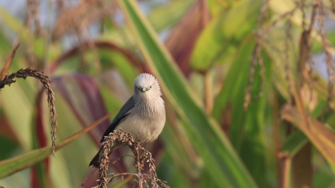 灰头椋鸟从玉米天英上起飞