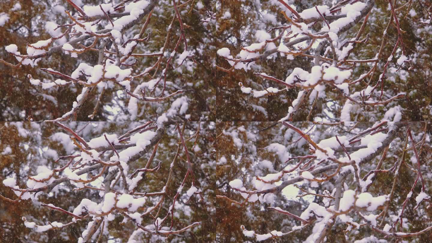 4K冬季下雪树枝被雪覆盖唯美升格空镜头