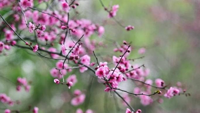 春景海棠花桃花雨景