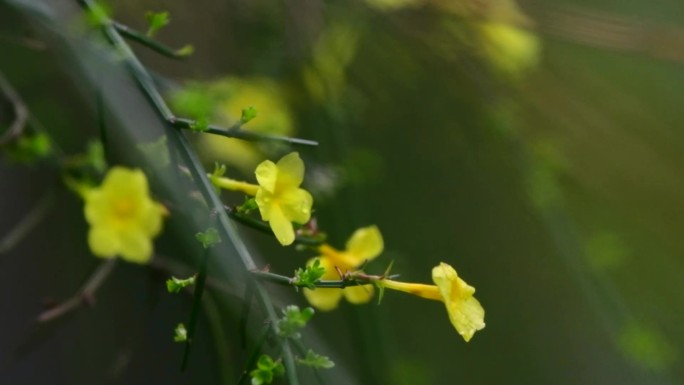 春景雨景小黄花雨中的花朵