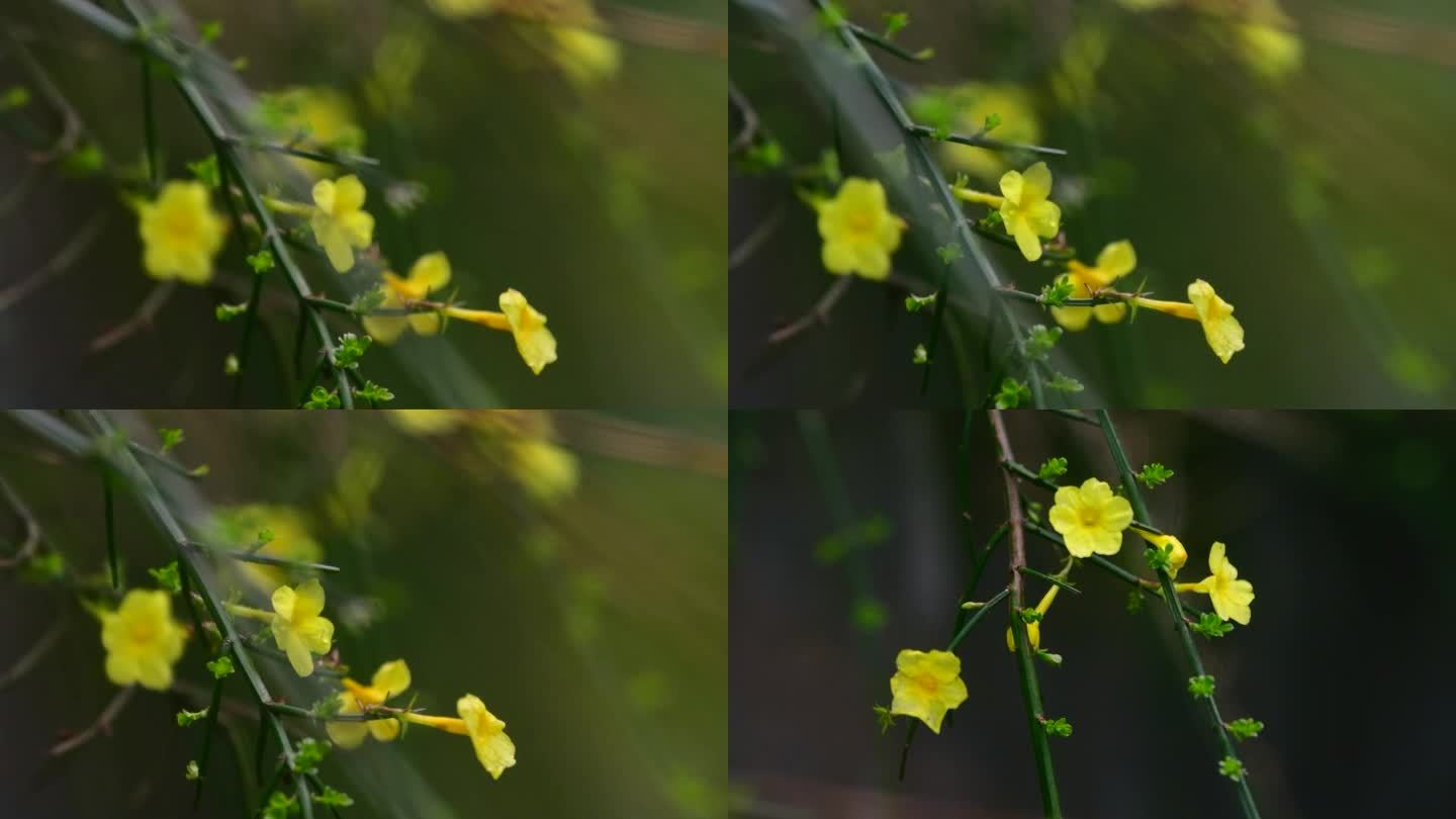 春景雨景小黄花雨中的花朵