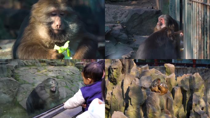 猴子和猩猩