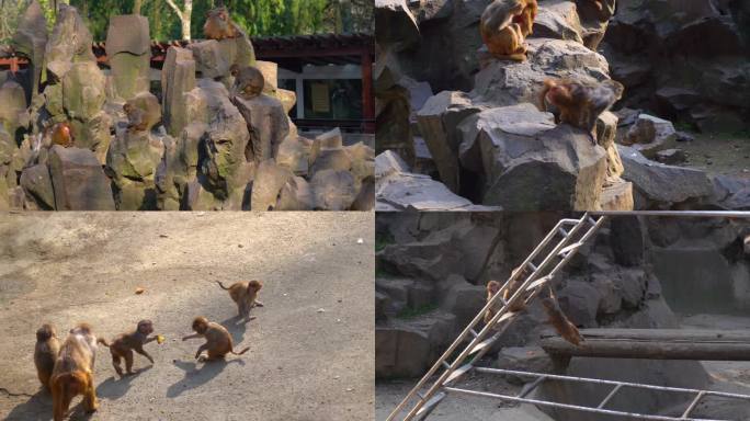 杭州动物园猴子