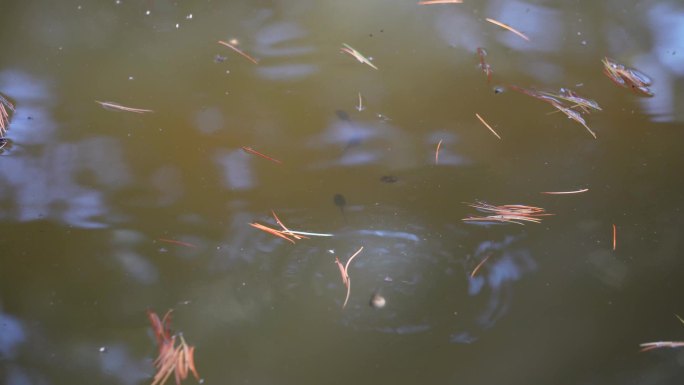 【镜头合集】池塘蝌蚪水生物生+池塘蝌蚪水