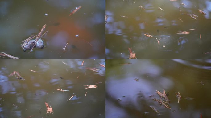 【镜头合集】池塘蝌蚪水生物生+池塘蝌蚪水