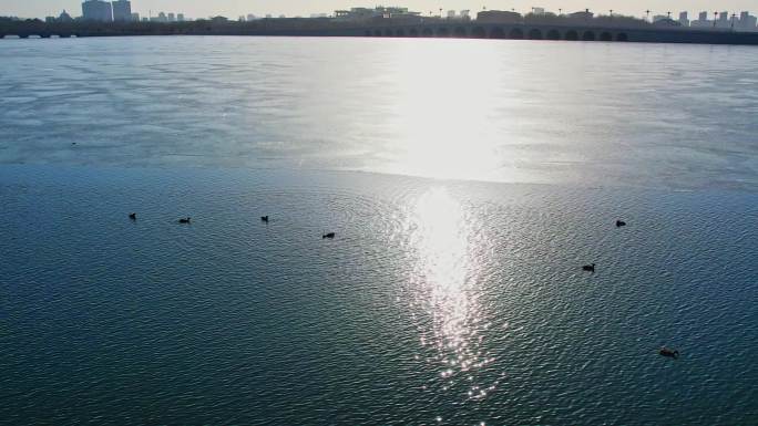 湖面冰雪融化野鸭子游泳