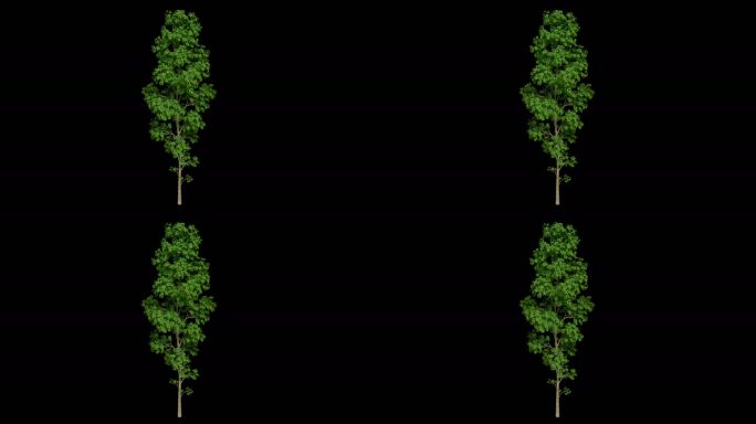 4K大树循环动画带透明通道视频素材