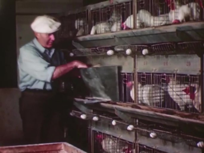 40年代养鸡场 蛋鸡  照鸡蛋 检查鸡蛋