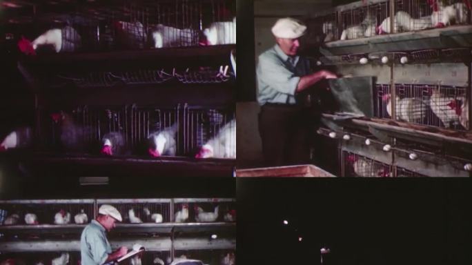 40年代养鸡场 蛋鸡  照鸡蛋 检查鸡蛋