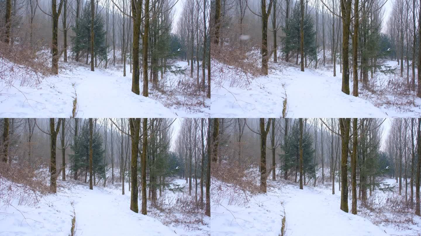 冬天秦岭山深处岭南公园的雪景