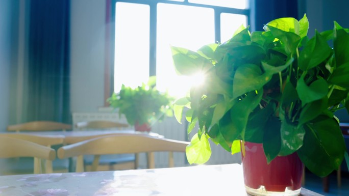 室内绿萝植物盆栽