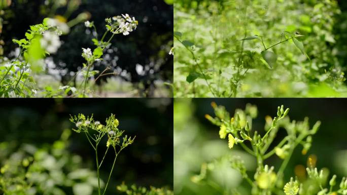 实拍绿色植物