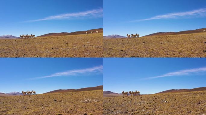 高海拔冬季 西藏岩羊 西藏藏羚羊西藏山羊