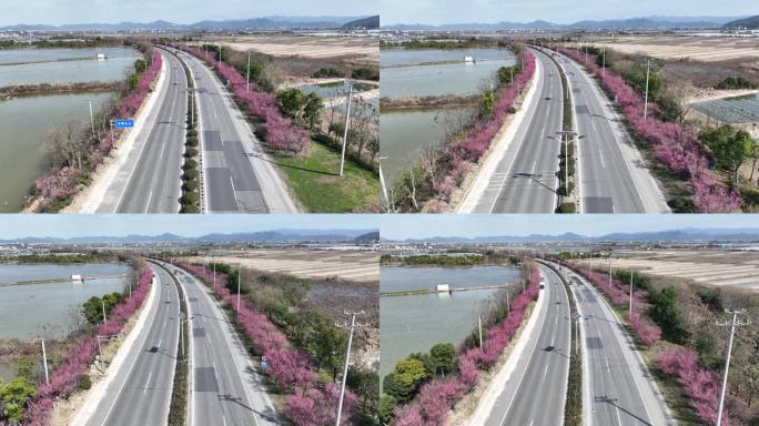 浙江绍兴诸暨山下湖春天道路红梅花航拍交通