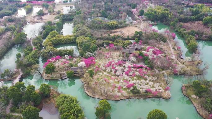 4K2月底阴天多云西溪湿地曲水寻梅