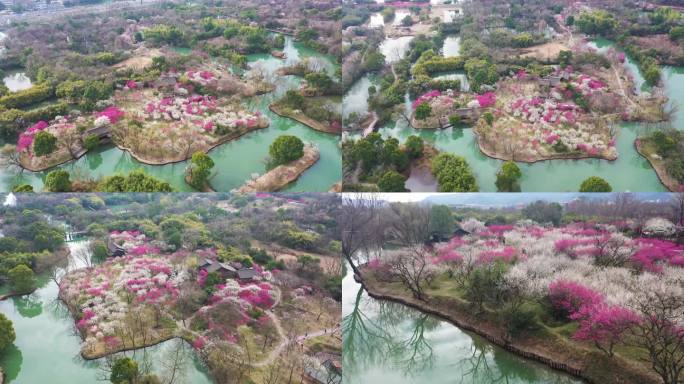 4K2月底阴天多云西溪湿地曲水寻梅