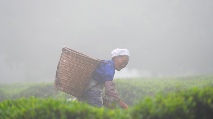 清晨在茶园里背着背篓采茶的老人