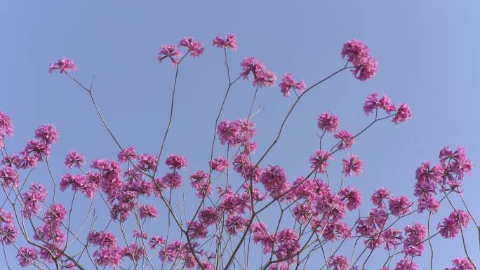 紫花风铃木