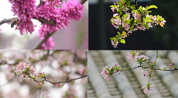 春分 花开