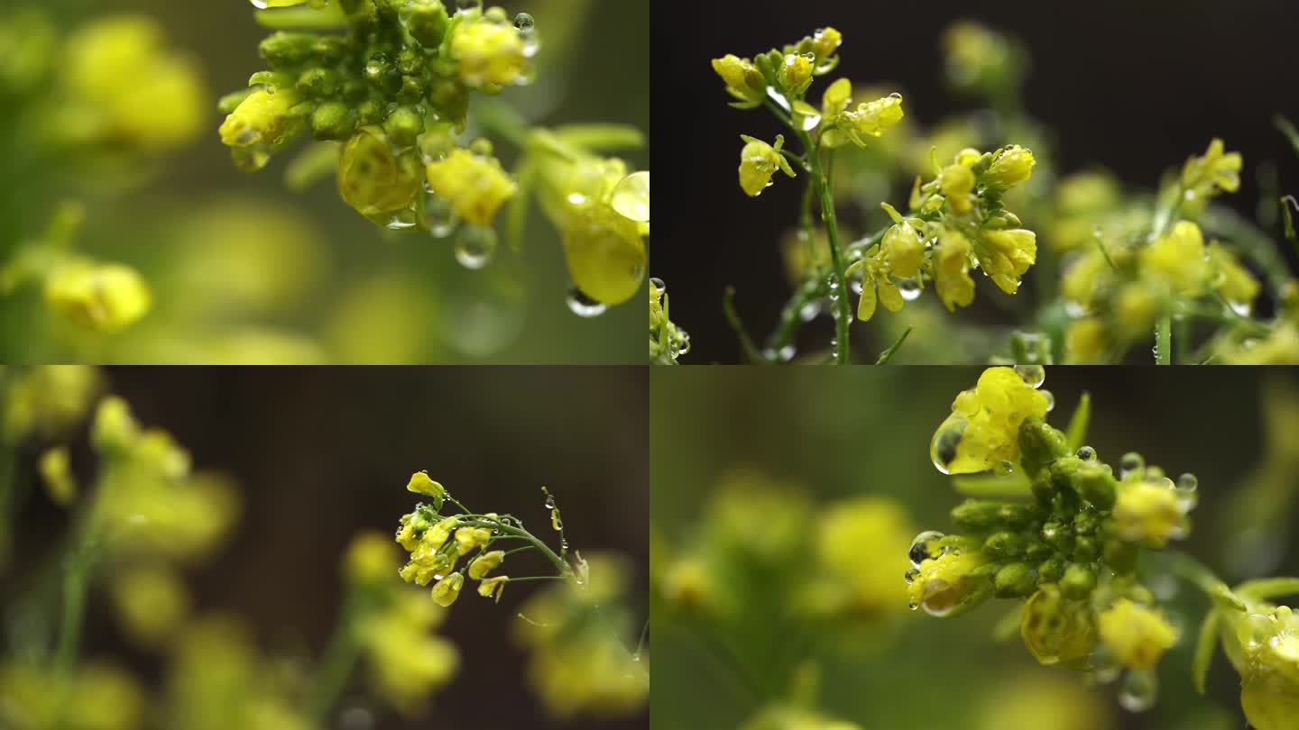 4k高清实拍菜花叶子水珠微距特写合集