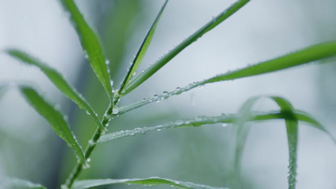 雨季  春天  梅雨天  万物复苏 清明