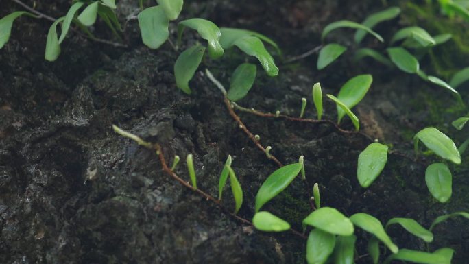 植物