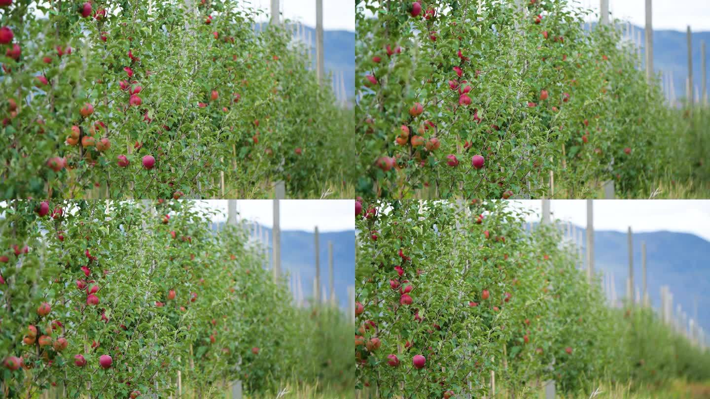 苹果种植基地 红富士 嘎啦 种植基地